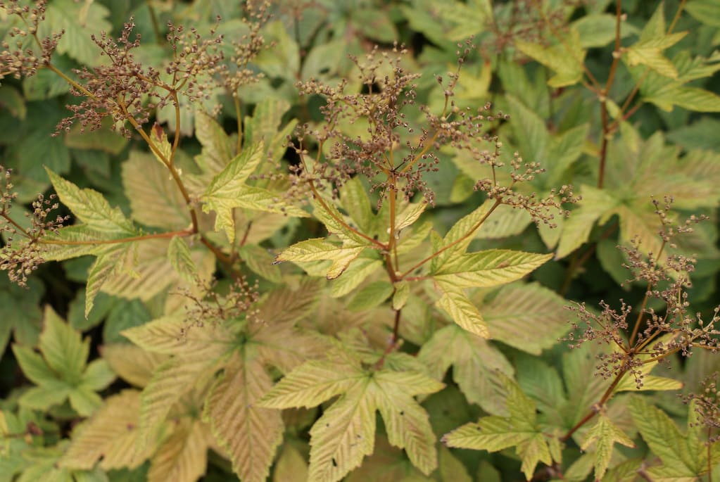 Dans le jardin botanique de Copenhague.