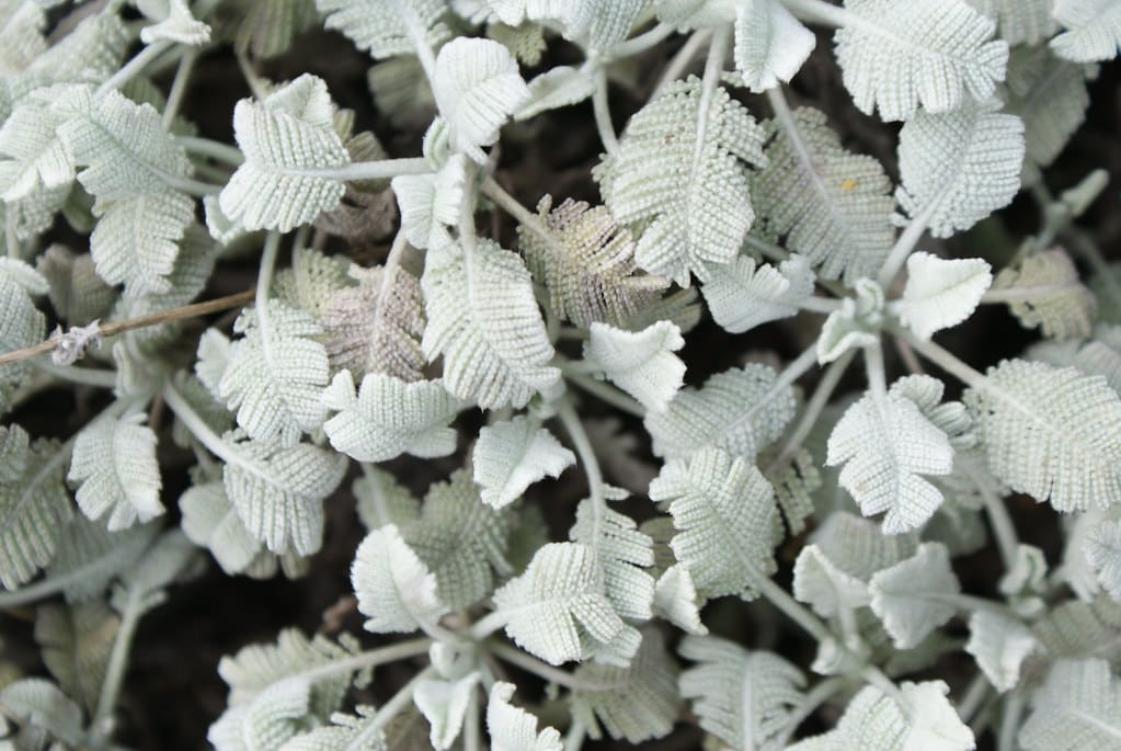 Dans le jardin botanique de Copenhague.