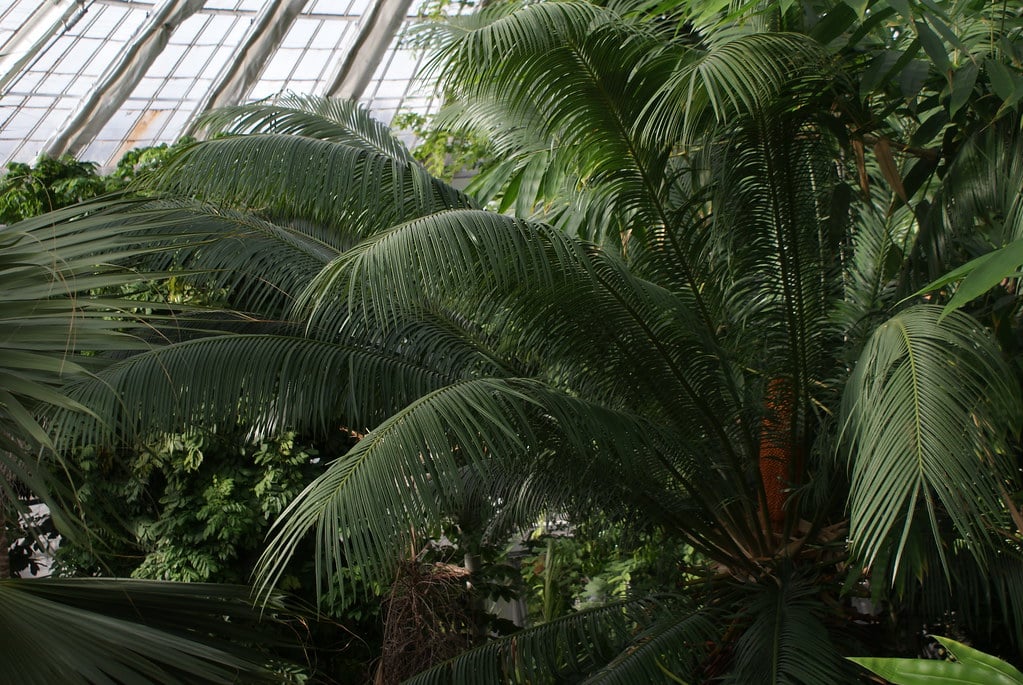 Vue sur la canopée des serres du jardin botanique de Copenhague.