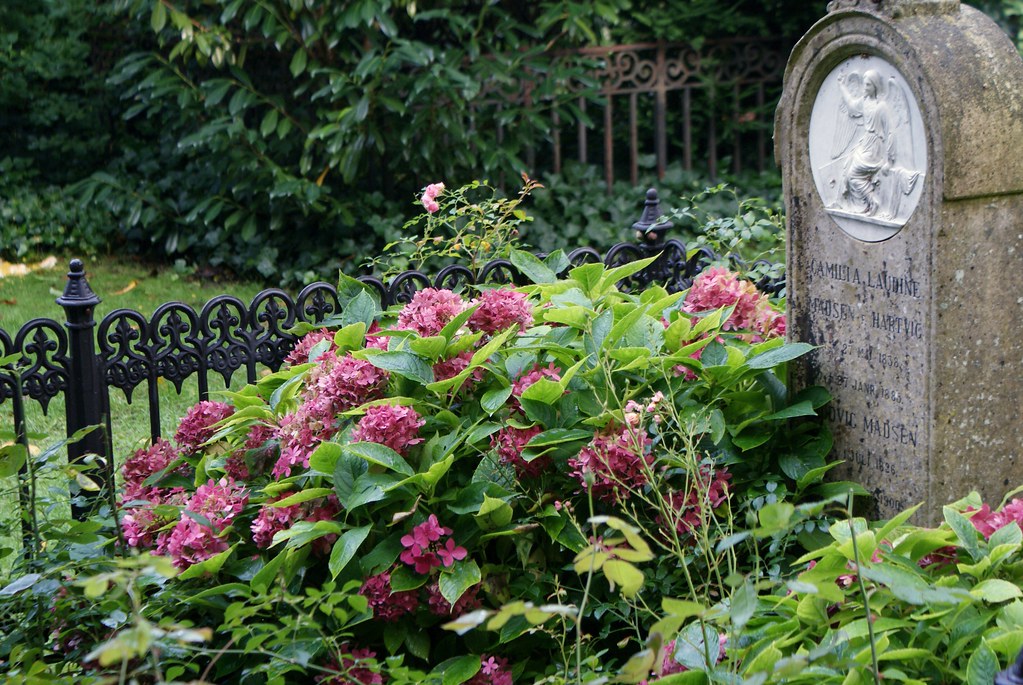 Stèle et hortensias au cimetière Assistens Kierkegaard à Copenhague.