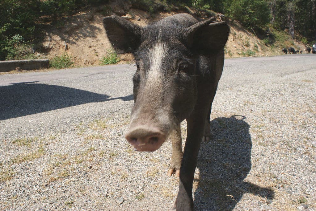 Cochon sauvage sur une route de la Corse.