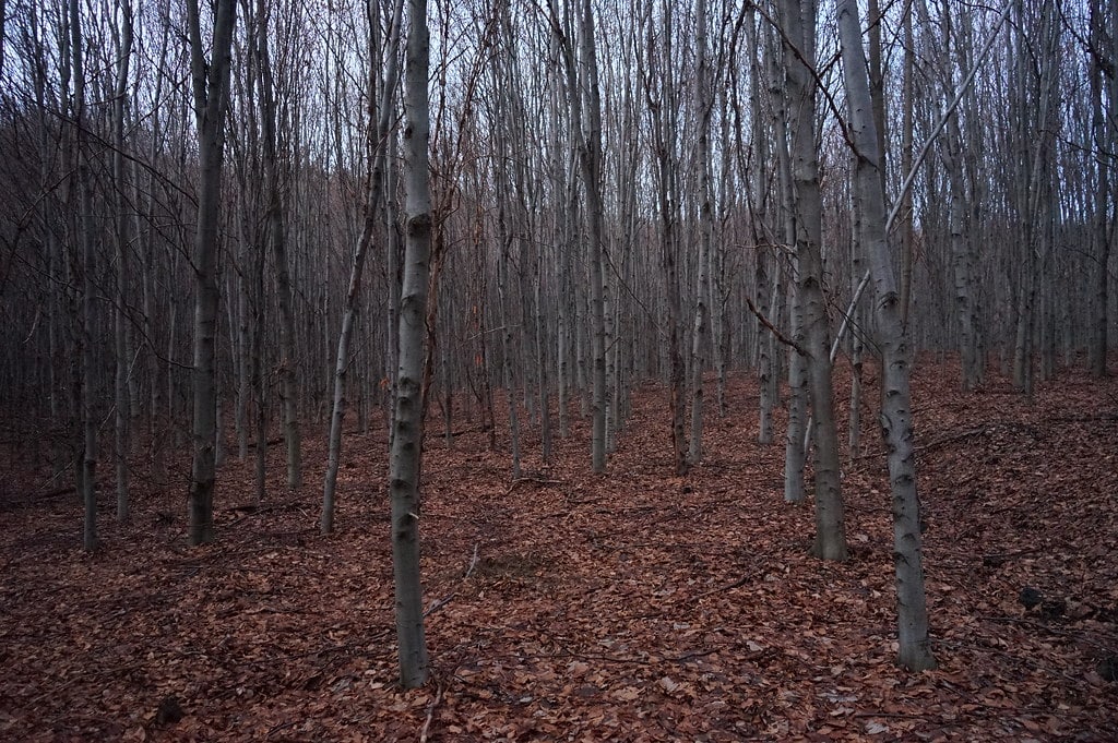 Hêtres dans le Bois Tynieckie au sud de Cracovie.