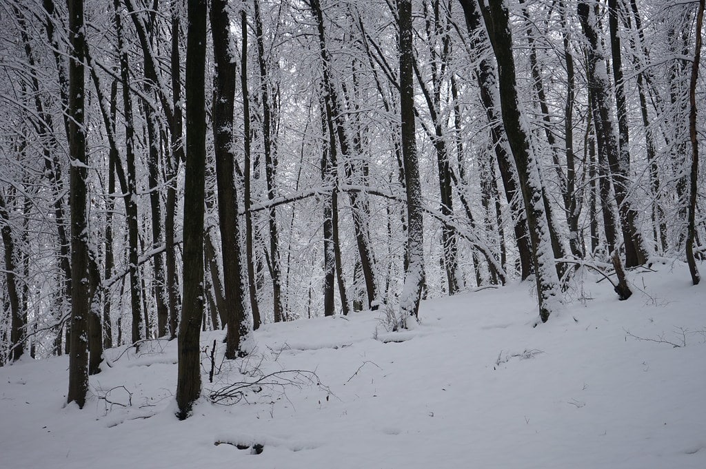 Dans le Bois Tynieckie au sude Cracovie en hiver.