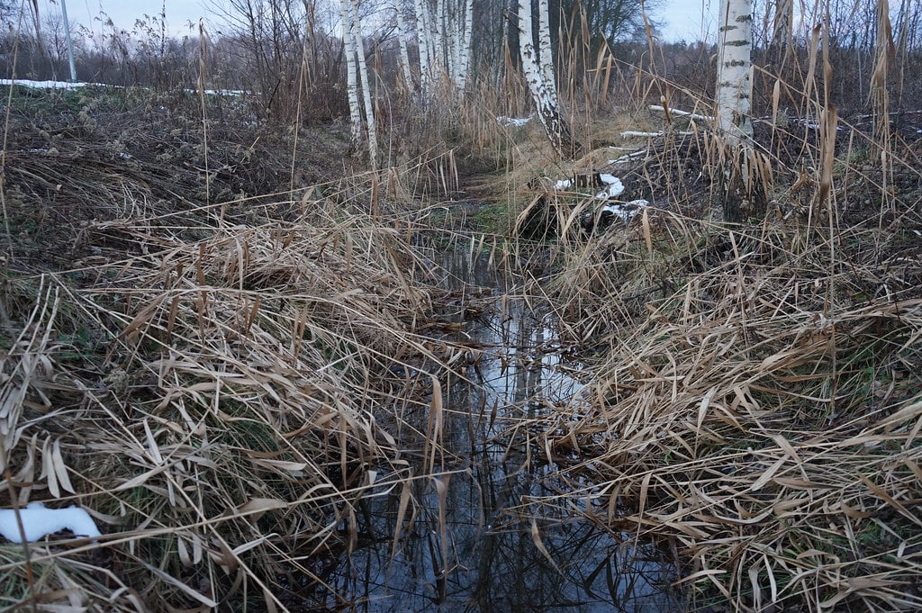 Zone humide dans le bois Wolski au sud de Cracovie.