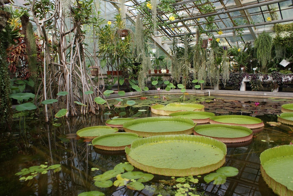 Dans les serres du jardin botanique de Cracovie.