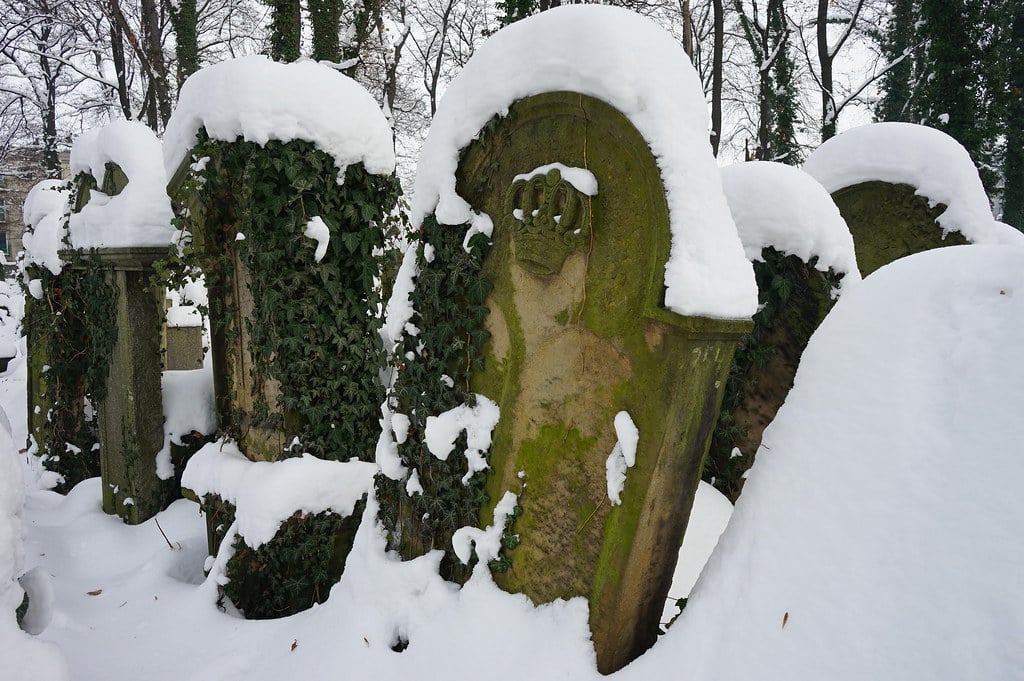 Pierre et lierre sous la neige.