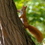 Parc Bednarski à Podgórze : petit parc caché à Cracovie (avec des écureuils)