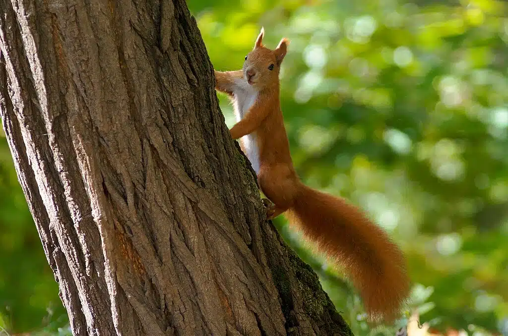 Ecureuil roux dans le parc Bednarski à Cracovie - Photo de Jakub Halun - Licence ccbysa 4.0.