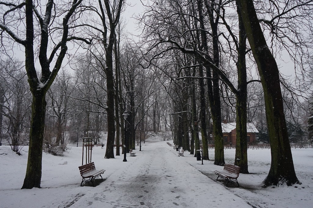 Allée enneigée dans le parc Bednarski à Cracovie.