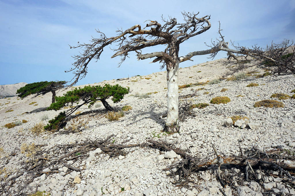 Quelques arbres courageux plantés dans la pierre, le vent et le sel.