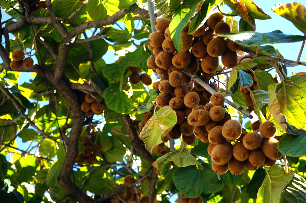 Kiwis sur une pergola.
