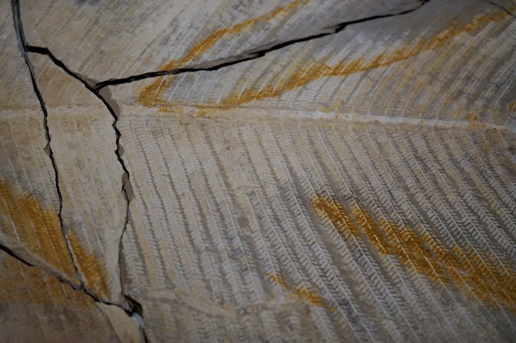 Fossile de fougères dans le musée de paléontologie de Cuenca.