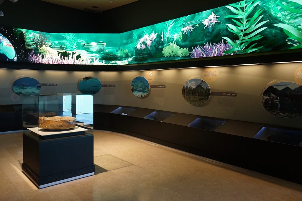 Exposition dans le musée de paléontologie de Cuenca.