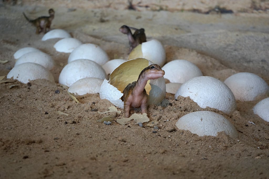 Oeufs de titanosaures dans le musée de paléontologie de Cuenca.