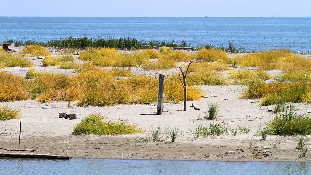 Banc de sable dans le Delta du Po - Photo de Carlo Pelagalli - Licence CCBYSA 3.0