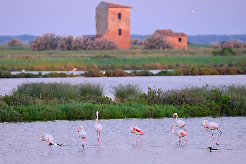 Flamants roses dans le Delta du Po - Photo de Mario Fornasari - Licence CCBYSA 2.0