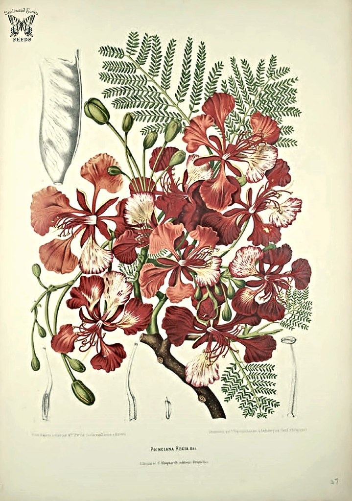 Dessin botanique des fleurs de Flamboyant (Delonix regia) - Dessin de Swallowtail Garden Seeds