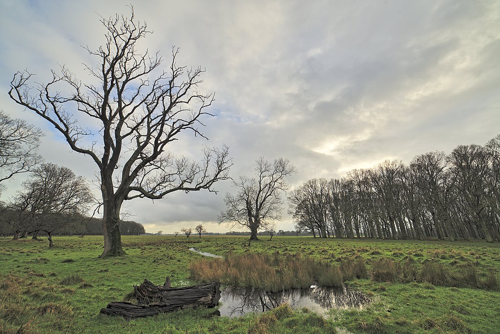 Phoenix Park de Dublin en hiver - Photo d'Andrew Mcmillan