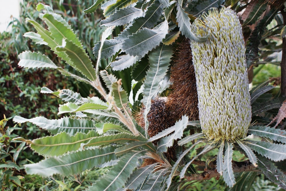 A l'intérieur des serres du Jardin botanique de Dublin