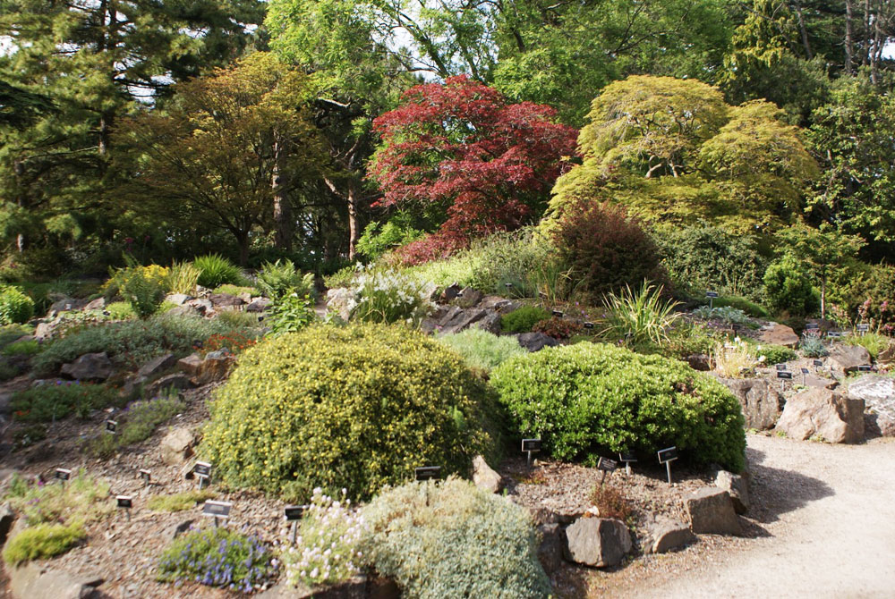 Jardin de rocaille avec deux superbes érables dans le jardin botanique de Dublin