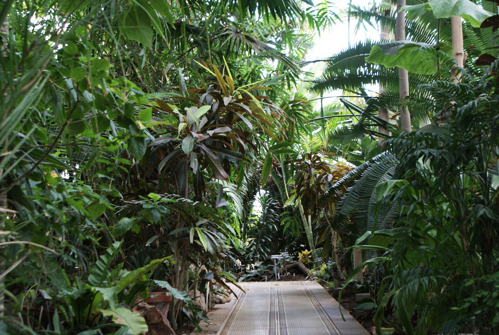 Dans une serre du jardin botanique de Dublin.