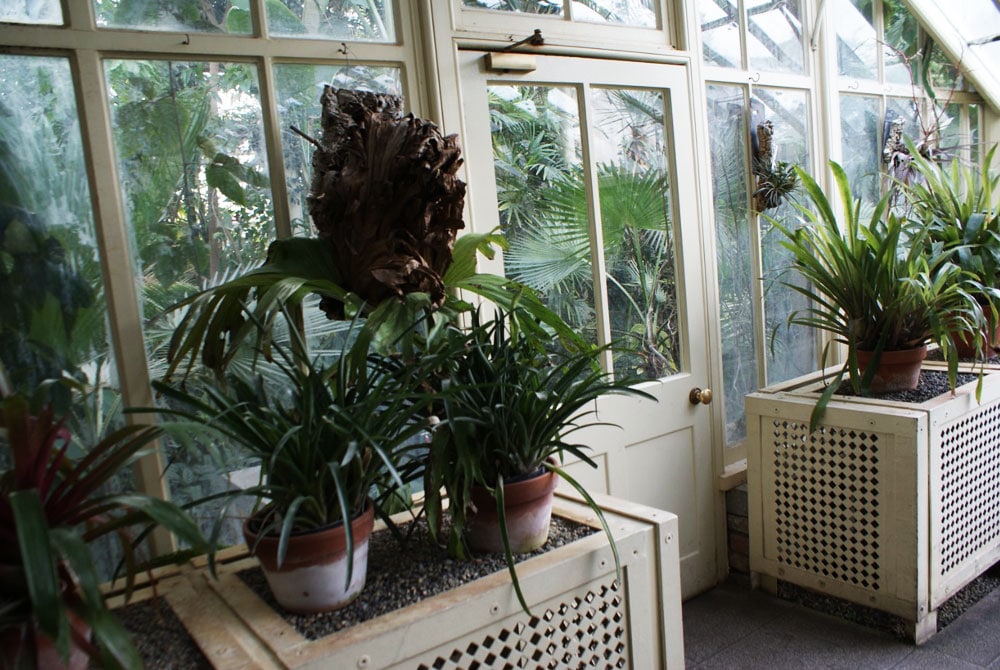 A l'intérieur des serres du Jardin botanique de Dublin