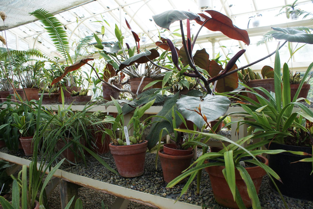 A l'intérieur des serres du Jardin botanique de Dublin