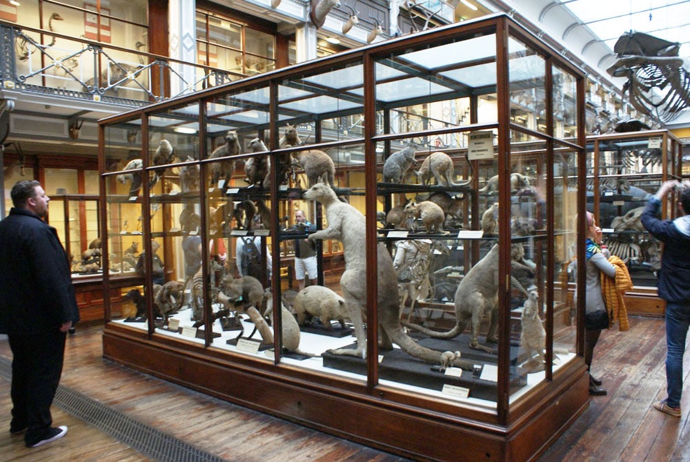 > Musée d'histoire naturelle de Dublin