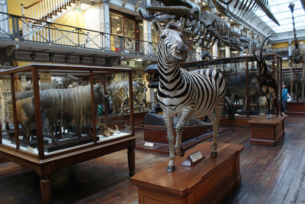 Musée d'histoire naturelle de Dublin