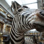 Musée d’histoire naturelle de Dublin : Etonnant « zoo mort »