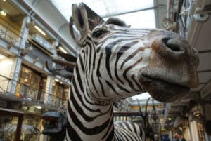 Musée d’histoire naturelle de Dublin : Etonnant « zoo mort »