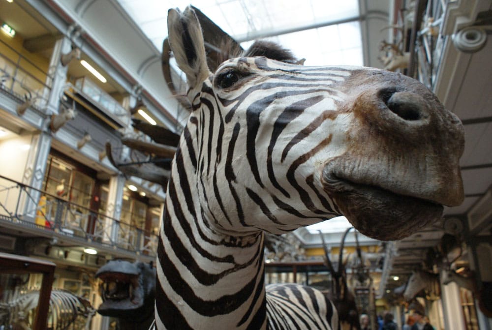 Musée d'histoire naturelle de Dublin dans le quartier de Merrion square.