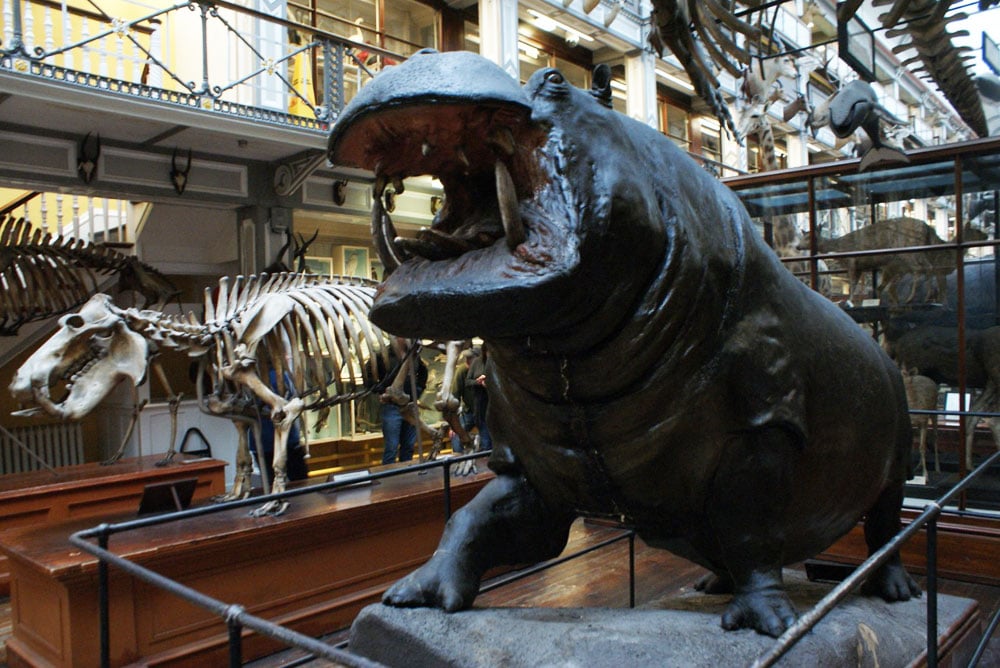 Musée d'histoire naturelle de Dublin