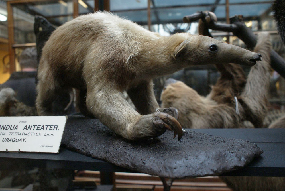 Musée d'histoire naturelle de Dublin