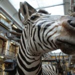 Musée d&rsquo;histoire naturelle de Dublin : Etonnant « zoo mort »