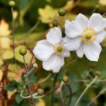 Jardin botanique d’Edimbourg : La nature dans toute sa beauté [Stockbridge]