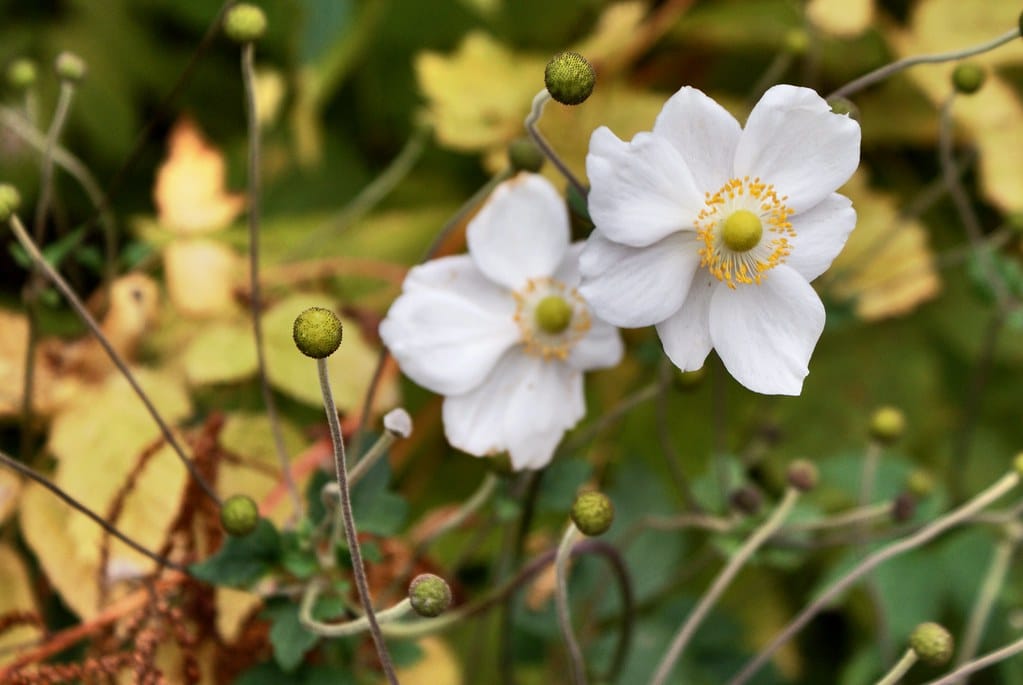 Lire la suite à propos de l’article Jardin botanique d’Edimbourg : La nature dans toute sa beauté [Stockbridge]