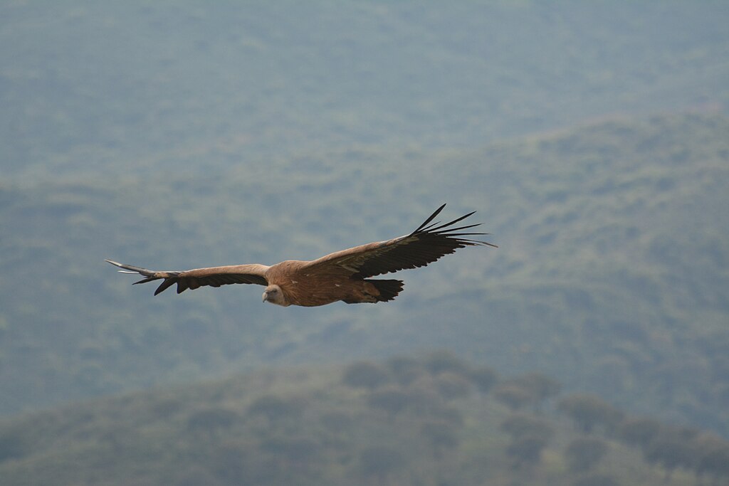 Vautour dans le Parc nacional de Monfrague en Espagne - Photo de FrDr