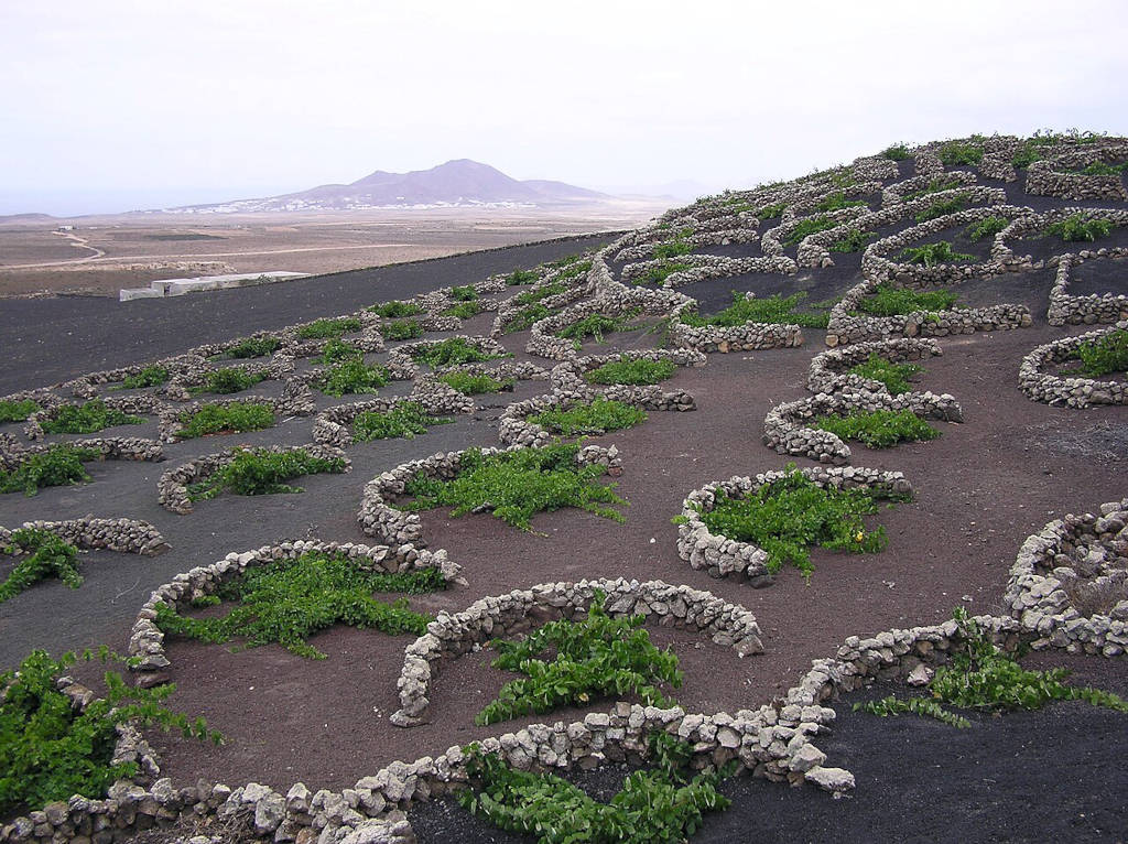 La Geria sur l'île de Lanzarote - Photo de Yummifruitbat - Licence ccbysa 2.5
