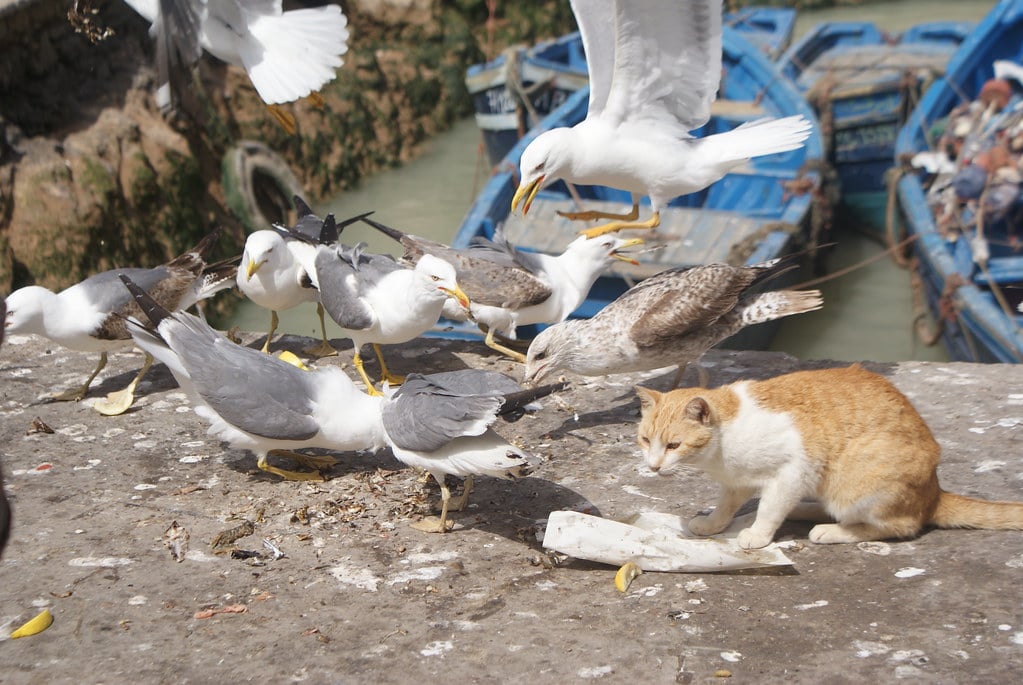 > Illustration parfaite : Le chat c'est les Portugais venus discrètement (mais pas trop) s'installer, les mouettes ce sont les habitants du coin.