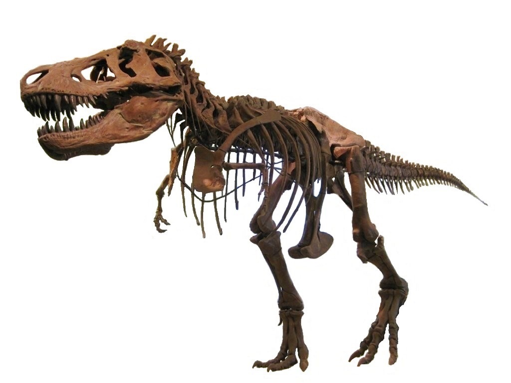 Trex au Musée d'Histoire naturelle de NY - Photo de J.M.Luijt - Licence ccbysa 2.5 NL
