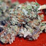 Qualité et quantité du cannabis à Amsterdam ?