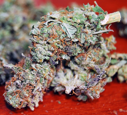 Cannabis variété Super Skunk - Photo de themadpothead@Flickr