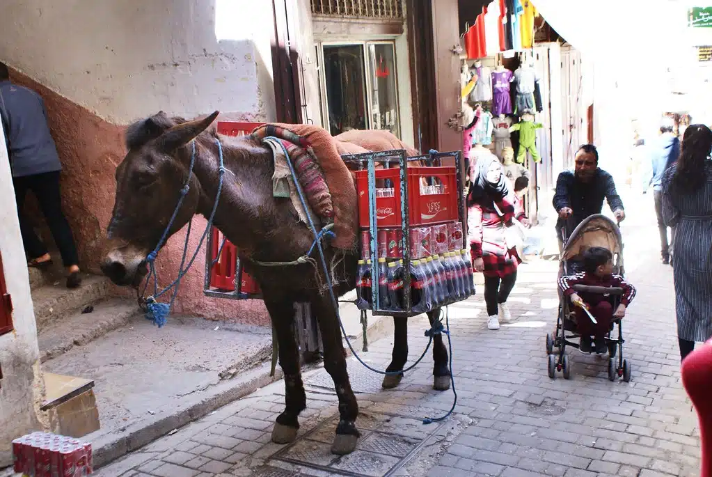 Un ane, véhicule et rouage logistique essentiel du centre historique de Fès.