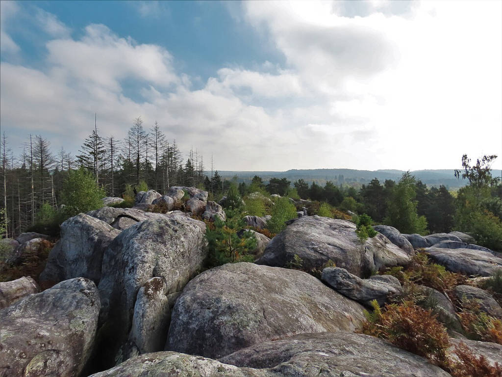 Dans la forêt de Fontainebleau - Photo de Remih - Licence ccbysa 4.0