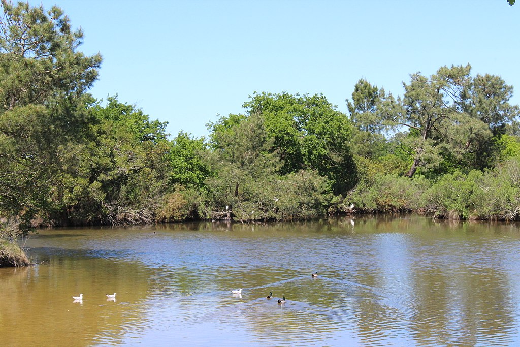 Un aire de Lousiane dans le Réserve Naturelle Prés Salés d'Ares et de Lege - Photo de Nataloche - Licence ccbysa 4.0
