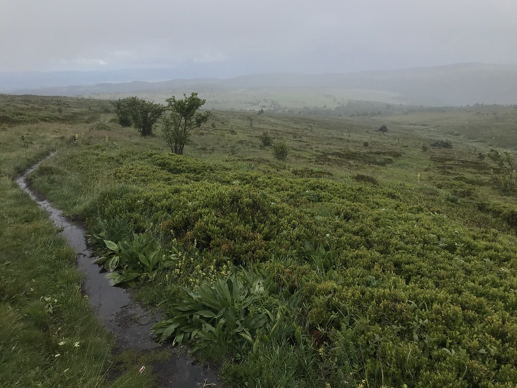 Dans les landes des Monts du Forez sous la pluie !