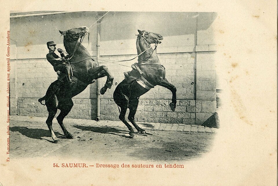 Carte postale de Cadre Noir, dressage de sauteurs en tendem - Licence c0