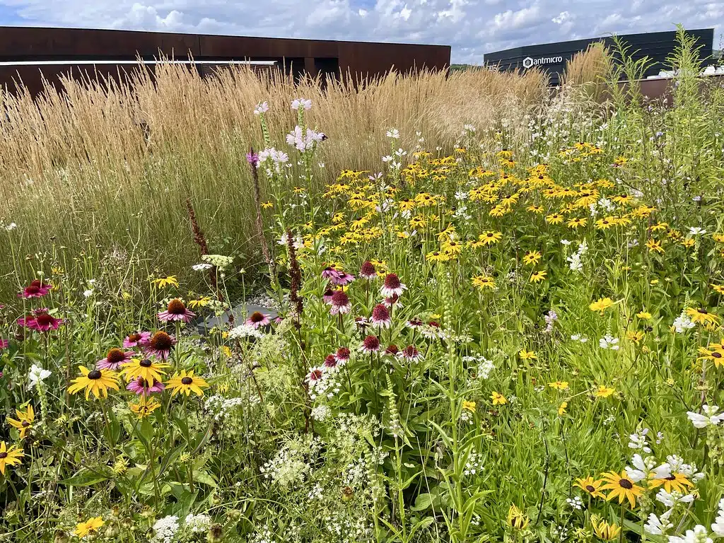 Toit vegetalisé du Centre européen de Solidarité (Europejskie Centrum Solidarnosci) à Gdansk.