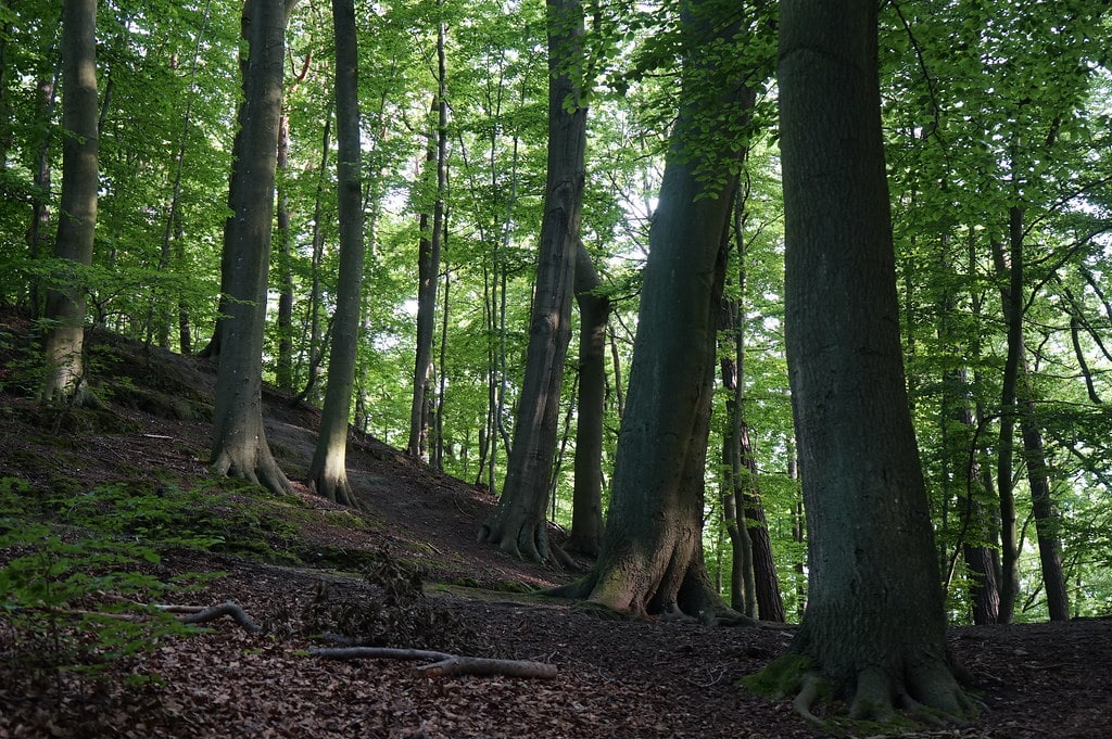 Park Jaskowej Doliny dans le quartier de Wrzeszcz à Gdansk.